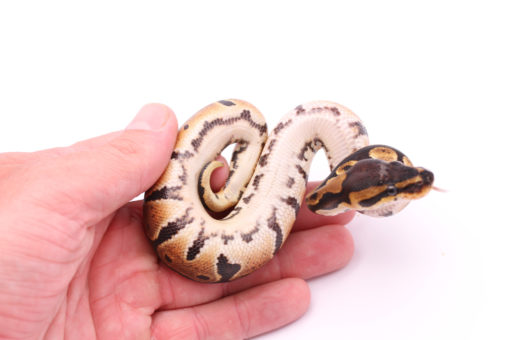 Africa import dinker ball python for sale
