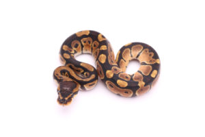 Africa import dinker ball python for sale