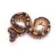 Africa import dinker ball python for sale