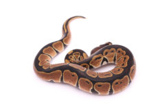 Africa import dinker ball python for sale