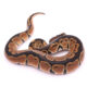 Africa import dinker ball python for sale