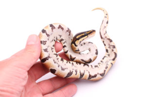 Africa import dinker ball python for sale
