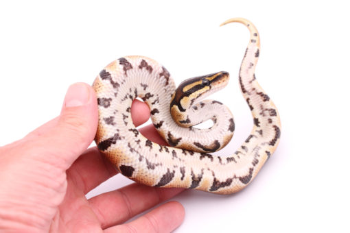 Africa import dinker ball python for sale