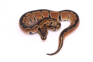 Africa import dinker ball python for sale