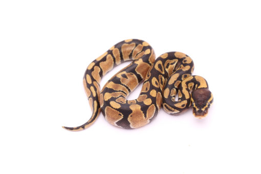 Africa import dinker ball python for sale