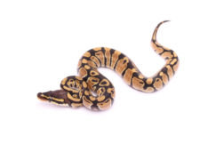 Africa import dinker ball python for sale