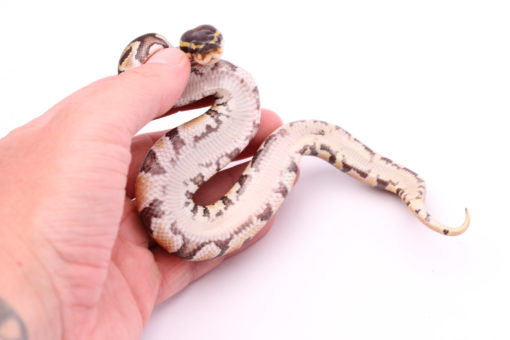 Africa import dinker ball python for sale
