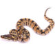 Africa import dinker ball python for sale