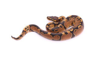 Africa import dinker ball python for sale