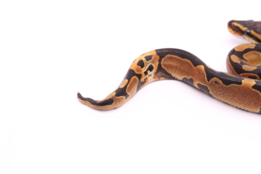 Africa import dinker ball python for sale