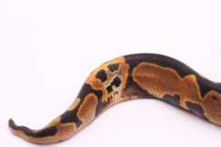 Africa import dinker ball python for sale