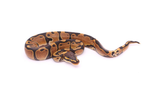 Africa import dinker ball python for sale