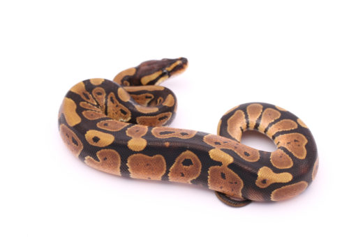 Africa import dinker ball python for sale