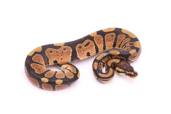 Africa import dinker ball python for sale