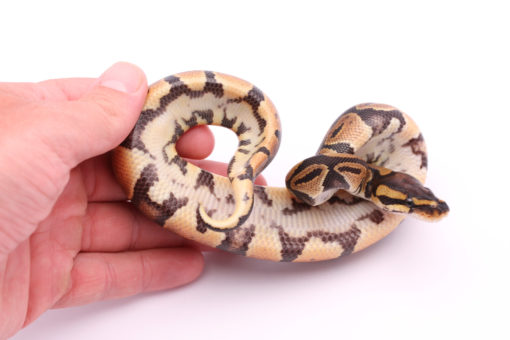 Africa import dinker ball python for sale