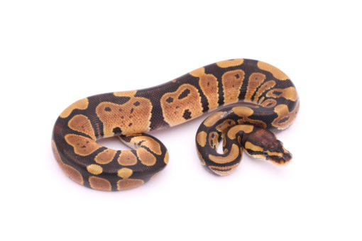 Africa import dinker ball python for sale