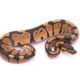 Africa import dinker ball python for sale