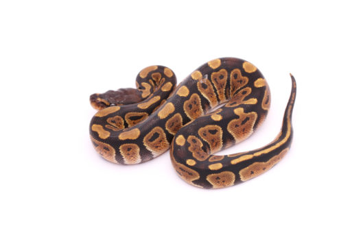 Africa import dinker ball python for sale