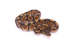 Africa import dinker ball python for sale