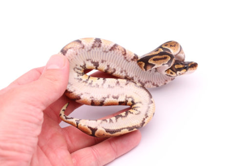Africa import dinker ball python for sale