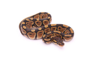 Africa import dinker ball python for sale