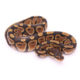 Africa import dinker ball python for sale