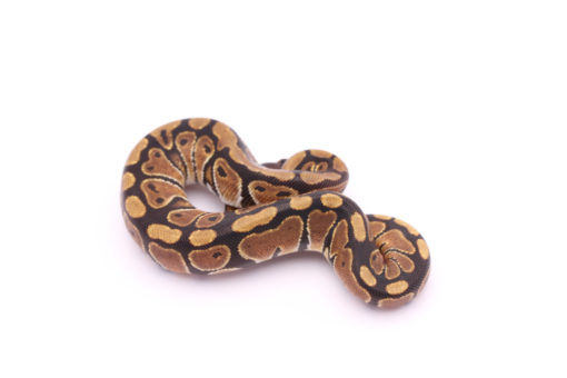 Africa import dinker ball python for sale