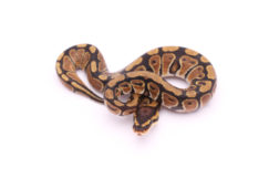 Africa import dinker ball python for sale