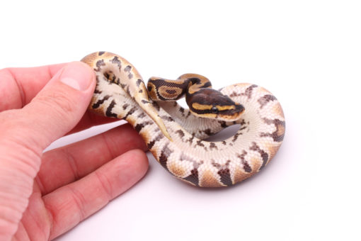 Africa import dinker ball python for sale