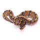 Africa import dinker ball python for sale