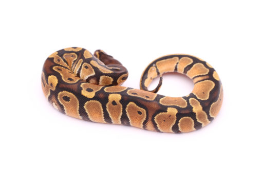 Africa import dinker ball python for sale