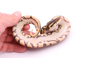 Africa import dinker ball python for sale