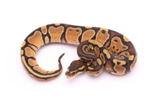 Africa import dinker ball python for sale