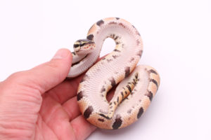 Africa import dinker ball python for sale