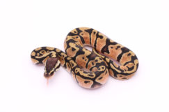 Africa import dinker ball python for sale