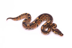 Africa import dinker ball python for sale