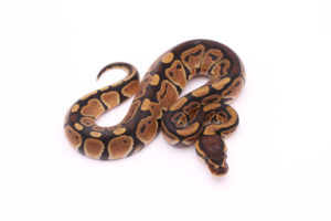 Africa import dinker ball python for sale
