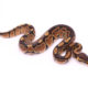 Africa import dinker ball python for sale