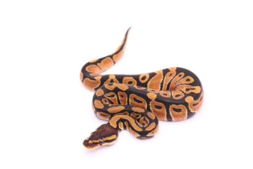 Africa import dinker ball python for sale