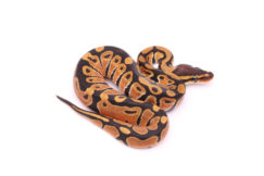 Africa import dinker ball python for sale