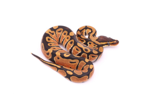 Africa import dinker ball python for sale