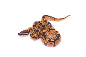 Africa import dinker ball python for sale
