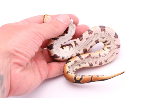 Africa import dinker ball python for sale