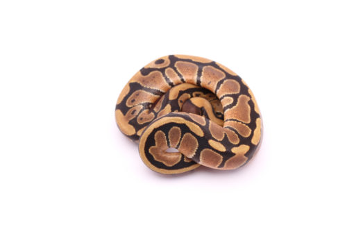 Africa import dinker ball python for sale