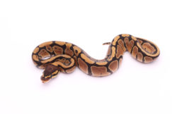 Africa import dinker ball python for sale