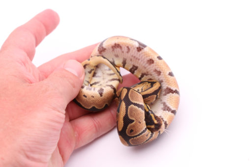 Africa import dinker ball python for sale