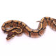 Africa import dinker ball python for sale
