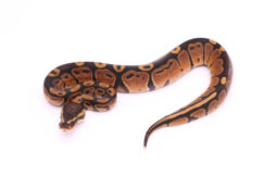 Africa import dinker ball python for sale