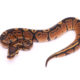 Africa import dinker ball python for sale