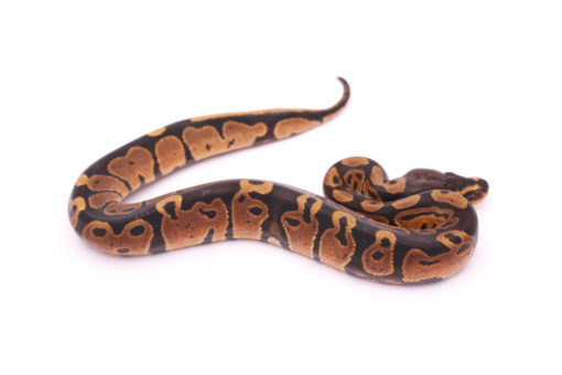 Africa import dinker ball python for sale